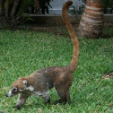 White-nosed Coati