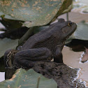 American Bullfrog