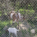 Goats