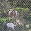 Goats