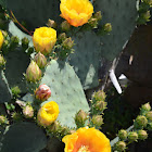 Prickly Pear