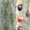 Soft brown scale