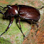Rhino Beetle