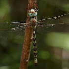 Libélula (Western Spectre)