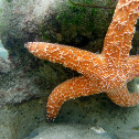 Pacific (Ochre) Seastar