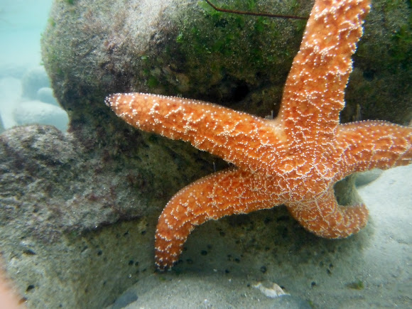 Spotting Image 1