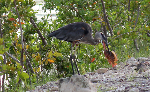Spotting Image 1