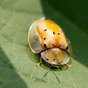 大黑星龜金花蟲 Aspidomorpha miliaris