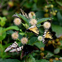 Swallowtails