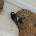 Common House Martin