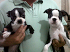 Boston Terrier  Cachorros