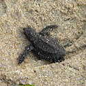 Green sea turtle (hatchling)