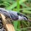 White-breasted Nuthatch