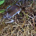 White-footed Mouse