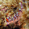 Much-desired Flabellina