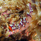 Much-desired Flabellina