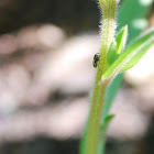 jumping spider