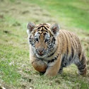 Siberian Tiger Cub 