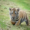 Siberian Tiger Cub 