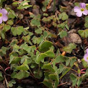 Violet Wood Sorrel