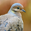 Mourning Dove