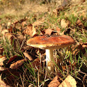 Fly agaric