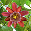 Passionfruit Flower (Mburukuyá)