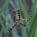 Black and Yellow Argiope
