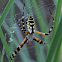 Black and Yellow Argiope