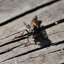 Robber Fly