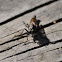 Robber Fly