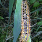 Tijger rups