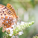 Aphrodite Fritillary