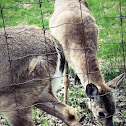 White-tailed deer
