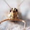 American Grasshopper