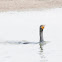Double-crested Cormorant