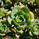 Pinwheel