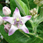 Crown Flower