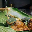 Figeater Beetle