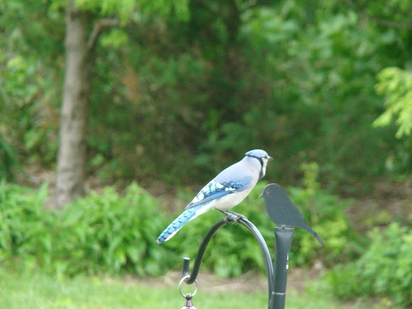 Spotting Image 1