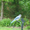 Blue Jay