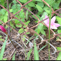 Rain Lilly
