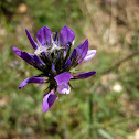 arabian pea; trébol hediondo