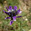 arabian pea; trébol hediondo