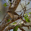 Brown-backed Honeyeater