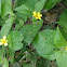 Horseherb,       Straggler daisy