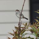 House Sparrow