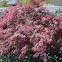 Japanese Maple