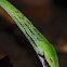 Green Vine Snake