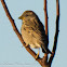 House Sparrow; Gorrión Común